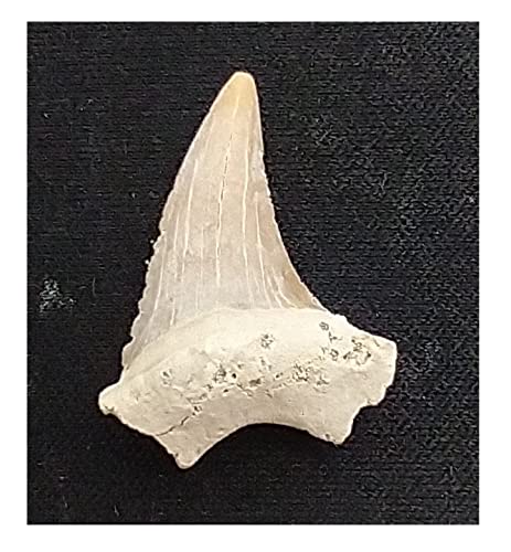 Amazon.co.jp: Universal Specialties サメの歯 袋入り 純正化石標本